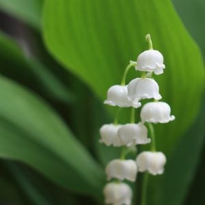 スズラン　花言葉「幸せの再来」