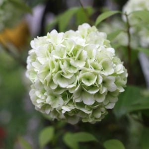 オオデマリ　花言葉「約束」