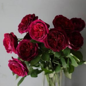 バラ紫　花言葉「尊敬」