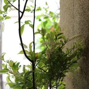 リョウブ　花言葉「あふれる想い」