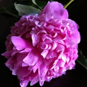 ニオイバンマツリ