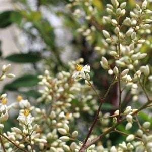 ナンテン　花言葉「よい家庭」