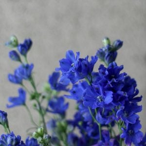 デルフィニウム　花言葉「尊大」