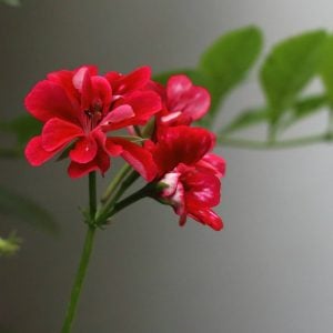 変わらぬ気持ち