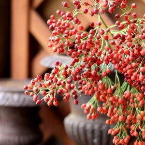 ノイバラ　実　花言葉「無意識の美」