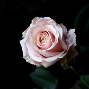 バラ　花言葉「愛情」