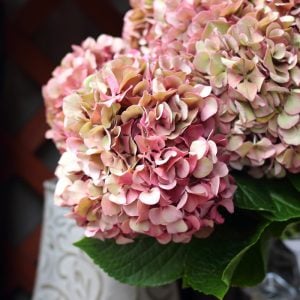 秋色アジサイ　花言葉「辛抱強い愛情」