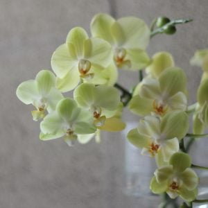 コチョウラン　花言葉「幸せの飛来」