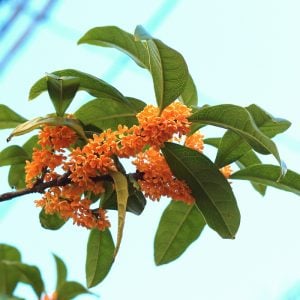 キンモクセイ　花言葉「思い出の輝き」