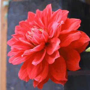 ダリア　花言葉「優雅」