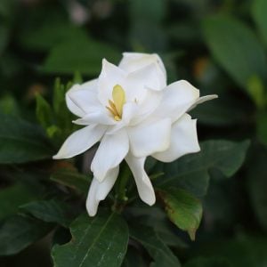 クチナシ　花言葉「私は幸せもの」