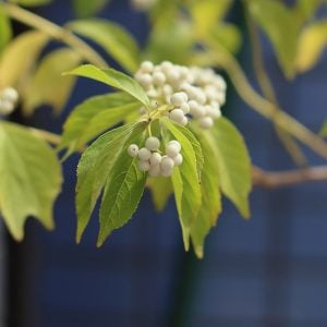 シロシキブ　花言葉「愛され上手」