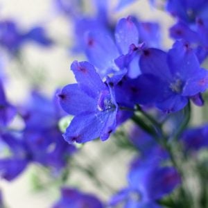 人を育てる江戸の知恵