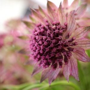 痛手からの回復