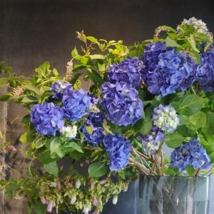 阿部みどり女◎アジサイ 青 花言葉「辛抱強い愛情」