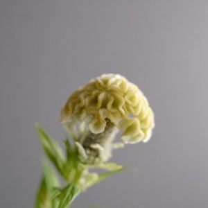 ‘-エマーソン◎ケイトウ 花言葉「個性 」