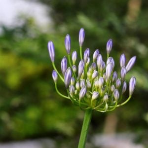 ‘-太宰治『風の便り』◎アガパンサス 花言葉「知的な装い」