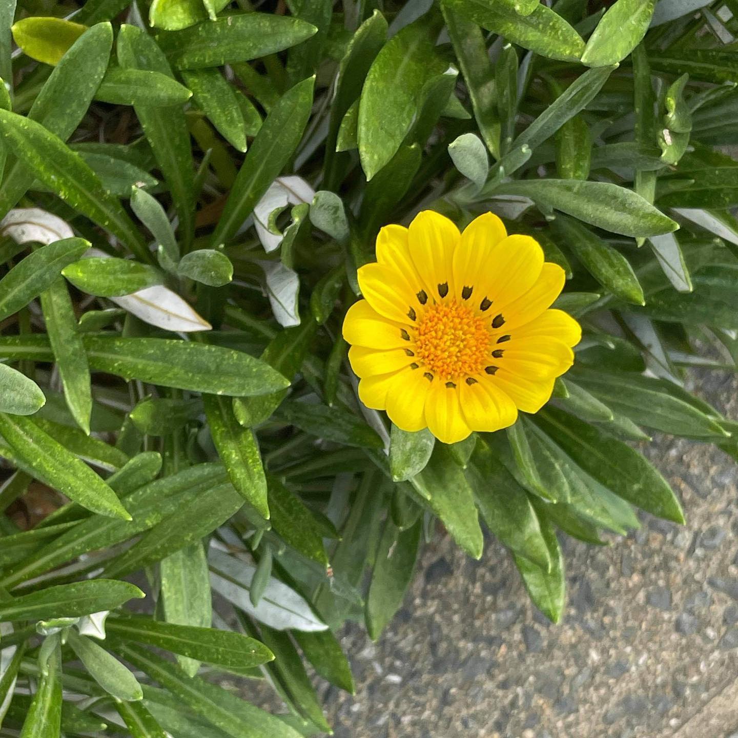青いレモンのような満月が車窓のむこうに見えました。眺めていると、まるで薄青い光の中に世界が包まれているようです。なんとなく悲しみが、胸の中にこみあげました。秋深い空気の中に、弱い月の光だけが漲っています。なんとなく幸せが、胸の中にこみあげました。今日もいちりんあなたにどうぞ。別れる男に、花の名を一つは教えておきなさい。花は毎年必ず咲きます。-川端康成カレンジュラ 花言葉「別れの悲しみ」