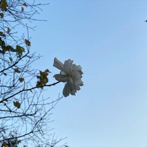 冬バラ 花言葉「輝かしく」