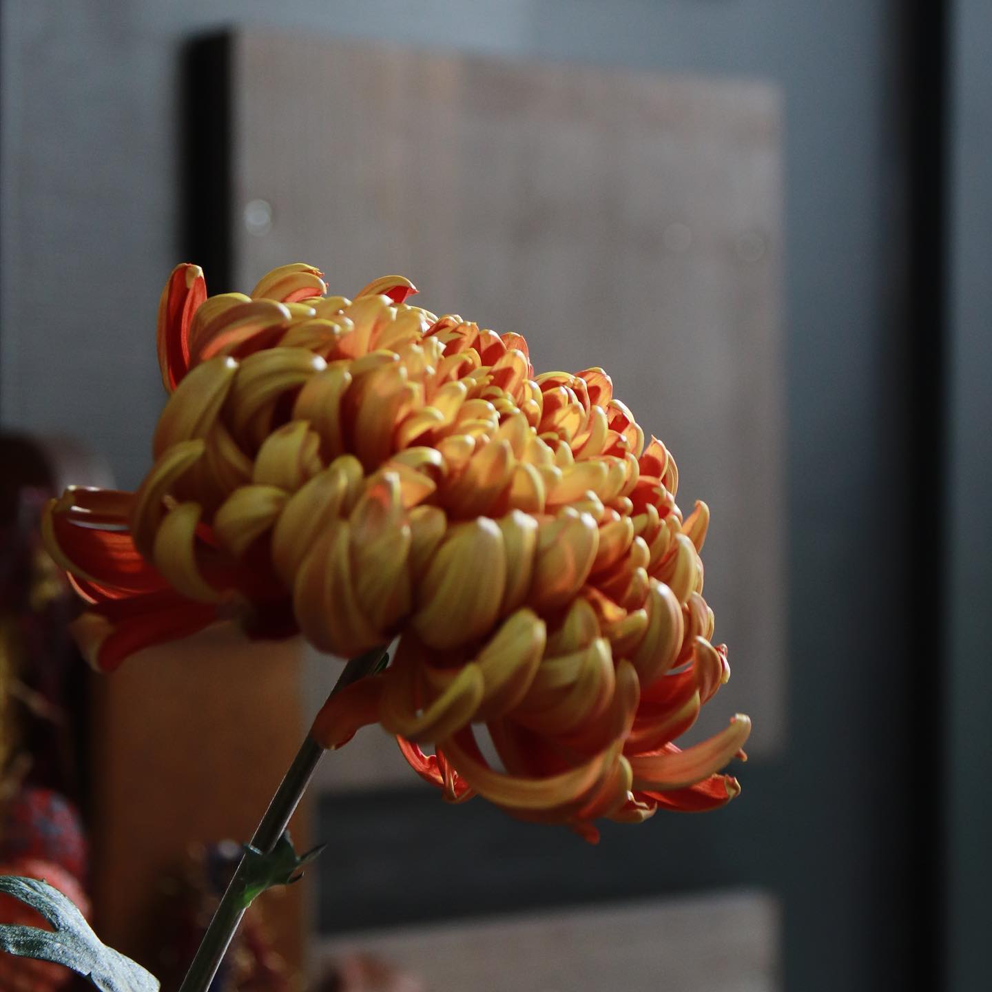 「考へると私の歩いて来た道は随分華麗でもあつたが、随分の難路でもあつた。この道は今やいよいよ一足毎に高く、一足毎に雲深く、弥深く閑寂無二のものとなりつつある。この道や行く人なしに秋の暮 切に芭蕉のこの句が思ひ出される。結局は矢つ張り私一人の道だ。」「白秋詩集」序 より#北原白秋この道や行く人なしに秋の暮、か。その道、わたし達にとって「道」とは。今日もいちりんあなたにどうぞ。キク 花言葉「高潔」