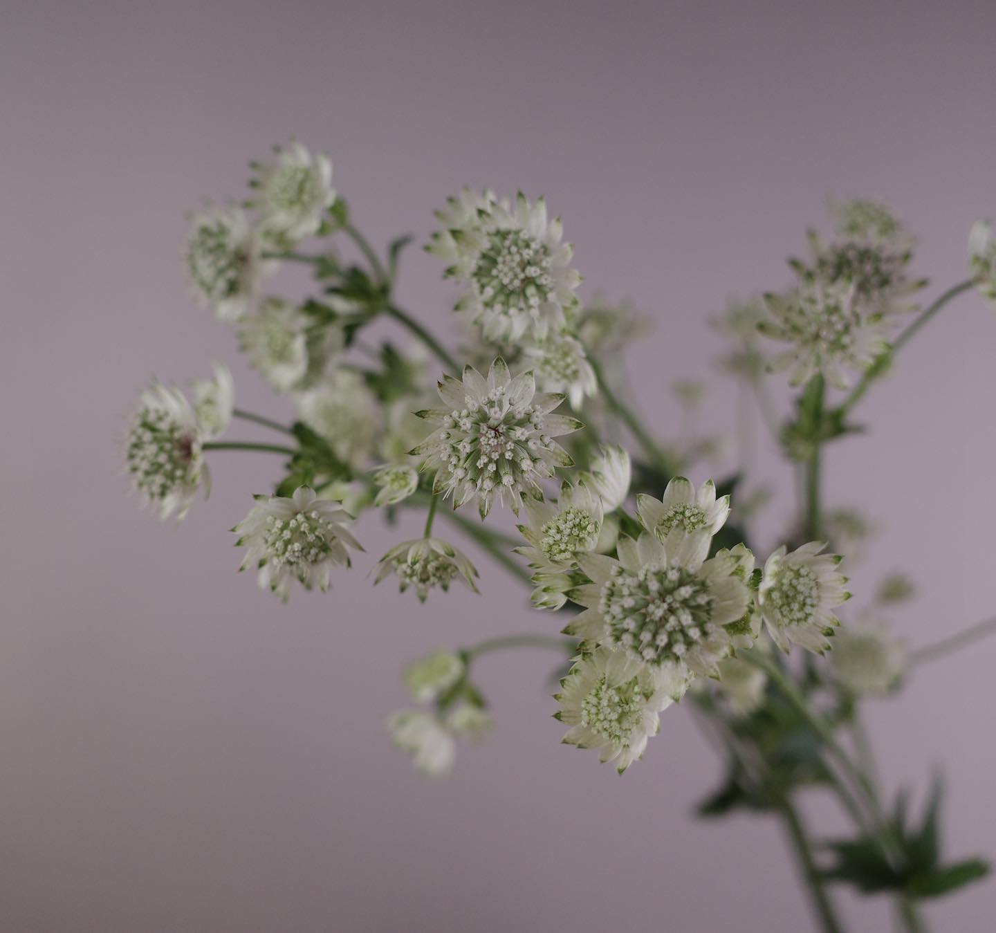 はやくも残りふた月となり、何度目かしらこの一年のしてきたこと、残されたものを振り返っています。たった一年の間にも、ひとは変わってゆくものだなぁとか。人生とは無意識の時空にて、音も立てずに変わってゆくものなのかなぁとか。こうやっていつまでも完成を目指さないくらいが、ちょうどいいのかなぁとか。結局なにも変わってないなぁとか。しぜんに自然に。今日もいちりんあなたにどうぞ。人生は花愛という密を含んだ花-ヴィクトル・ユーゴーLife is the flower for which love is the honey.-Victor Hugoアストランティア 花言葉「知性」