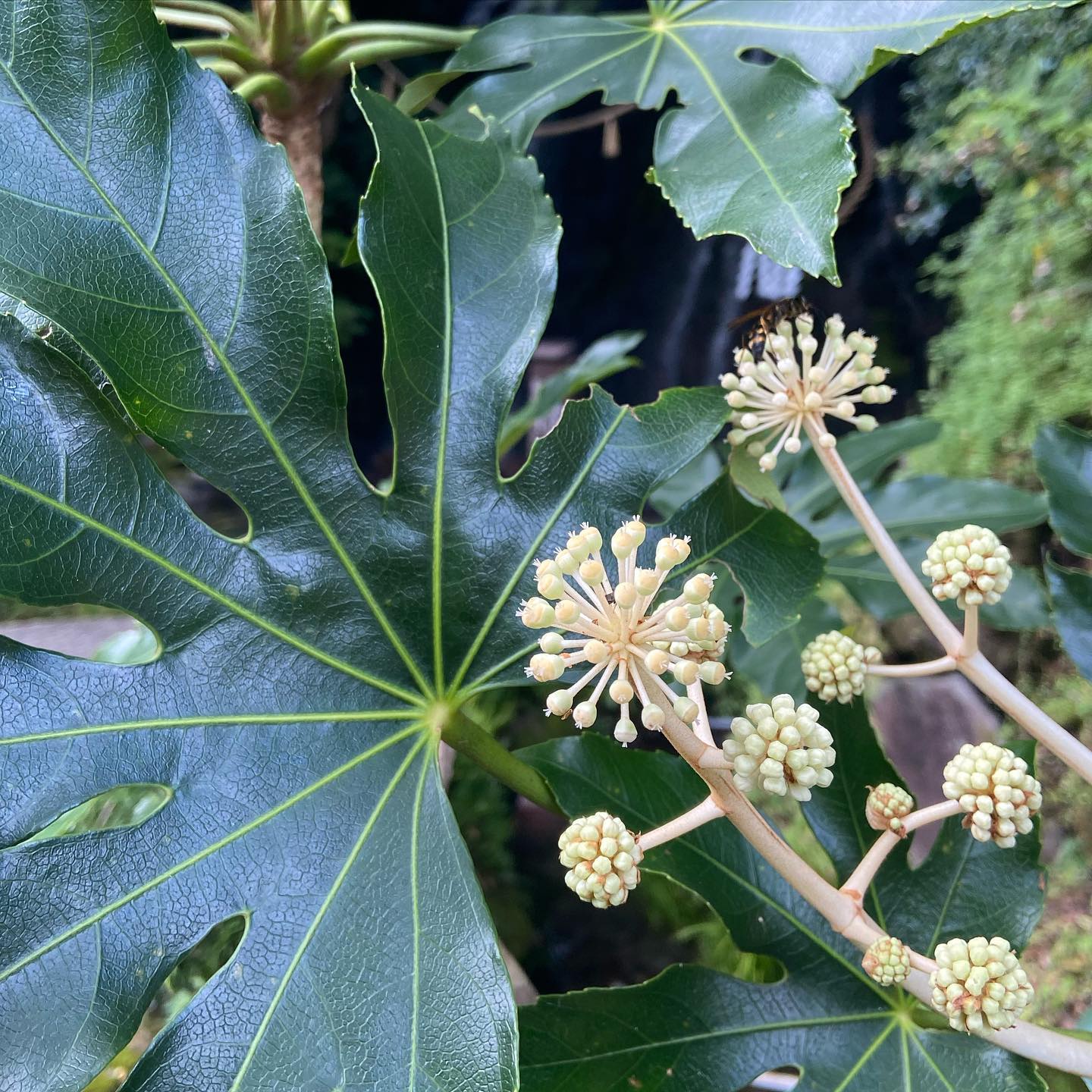 冬が来たきつぱりと冬が来た八つ手の白い花も消え公孫樹いてふの木も箒ほうきになったきりきりともみ込むような冬が来た人にいやがられる冬草木に背そむかれ、虫類に逃げられる冬が来た冬よ僕に来い、僕に来い僕は冬の力、冬は僕の餌食ゑじきだしみ透れ、つきぬけ火事を出せ、雪で埋めろ刃物のやうな冬が来た高村光太郎　「冬が来た」詩集『道程』より雨が降ったらなんとなく冬の匂いがしたので。今日もいちりんあなたにどうぞ。ヤツデ 花言葉「親しみ」