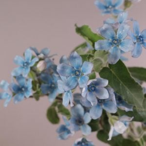 その深さ いづれ鏡と 秋天と-山口誓子◎ブルースター 花言葉「信じあう心」