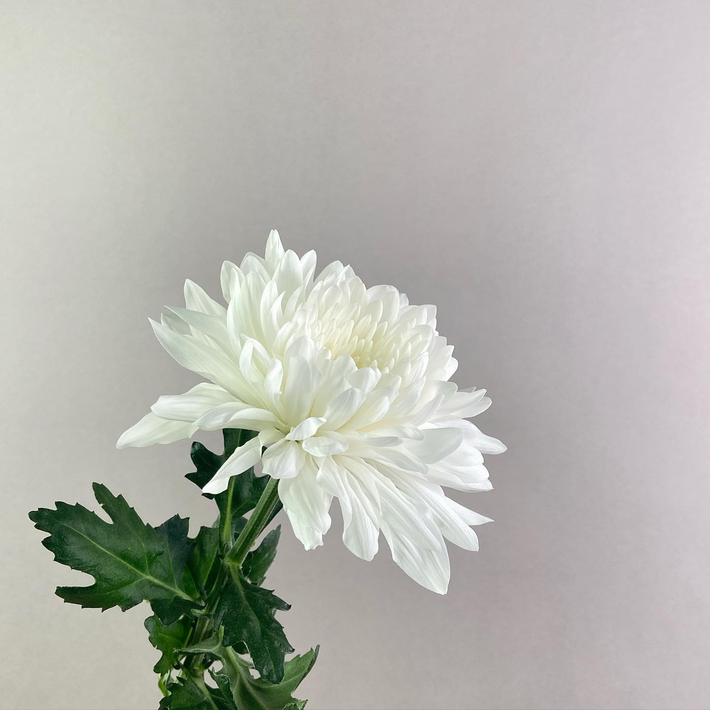 鎌倉時代、立冬前日に「きょうは秋の限りになりにけり」、当日には「きょうはまた冬の初めになりにけり」と詠んだ人がいたそうです。十一月は秋なら晩秋、冬なら初冬、して今日に冬が立ちました。はやいですねえ本当に。立冬の声をきくだけで、からだの隅と縁がはっきりするような、心が引き締まる思いがします。やがて来る寒さや冷たさに立ち向かう決意のような気持ち。暖かくして過ごしていきましょうね。今日もいちりんあなたにどうぞ。菊白し 菊より白き ゆめ一つ-三橋鷹女シラギク 花言葉「真実 」