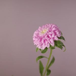 アスター 花言葉「思い出」