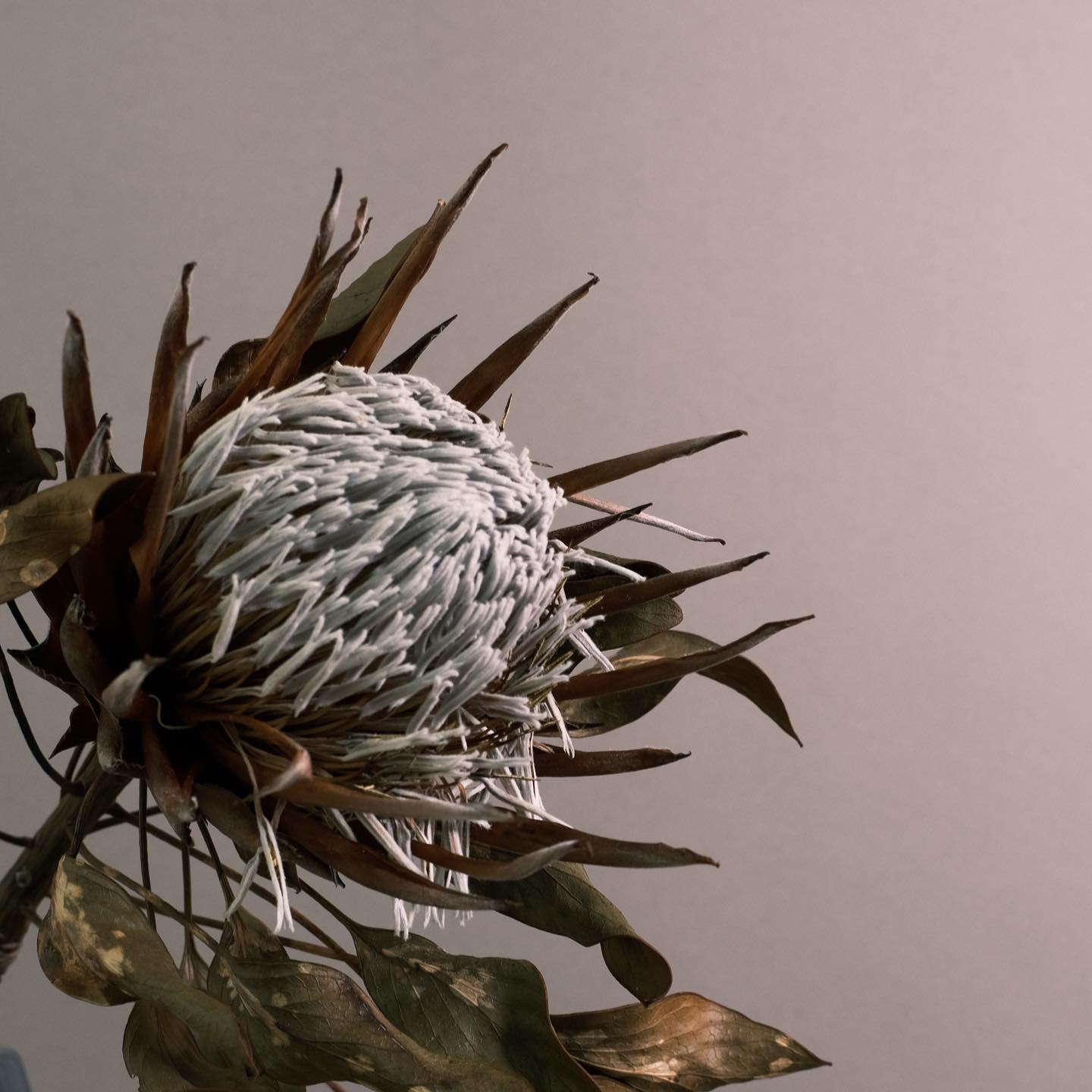 常にわたしらを助け光なしには一つの花さえ開かないように暗闇なしには何ものも生まれないことを知っている希望にみちた精神の庭園師たらしめたまえ-メイ･サートン『一粒の芥子種』よりメイ・サートンは、ベルギー出身のアメリカの小説家であり詩人です。第二次世界大戦前後より著述に専念するものの、1960年代後半に初めての小説のなかで、自らの同性愛を明らかにしたことで教職を追われ、さらに本の出版も中止されてしまいます。その後もパートナーとの別離、父との死別、自身の手術などが重なり、失意の底にありましたが、まったく未知の片田舎に引越し、世間の思惑を忘れ、自分の内なる感情を見つめることで、新たなる人生の一歩を踏みだすことが出来ました。新しい土地の自然と動物たち、大切な友人と読書によって与えられた万感は、サートンの無垢な感性と思索を通して嫋やかな、そして強かな文字となり記録されています。みすゞ書房から出版されている『独り居の日記』が好きです。自分の内なる怒りには正直に、でも身のまわりには秩序と平和を築こうと、サートンからのメッセージ。今日もいちりんあなたにどうぞ。プロテア 花言葉「風格」