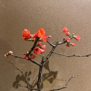 ボケ 花言葉「早熟」