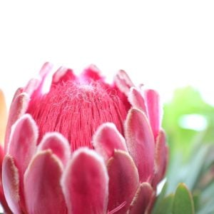 プロテア 花言葉「風格」