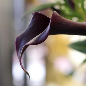 うつくしや 年暮れきりし 夜の空　小林一茶