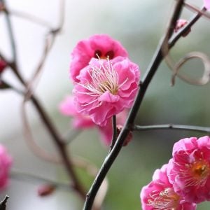 ウメ 花言葉「忠実」