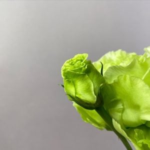 トルコキキョウ 花言葉「あなたを思う」