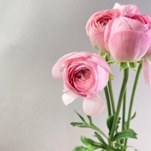 ラナンキュラス 花言葉「とても魅力的」