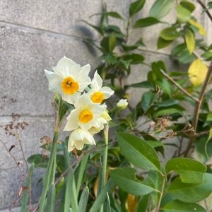 スイセン 花言葉「神秘」