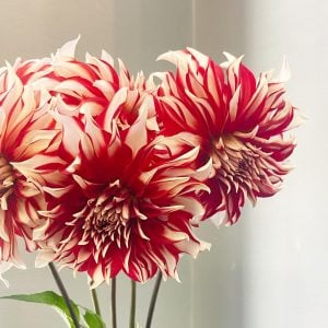 ダリア 花言葉「感謝」