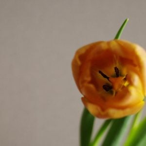 チューリップ 花言葉「思いやり」