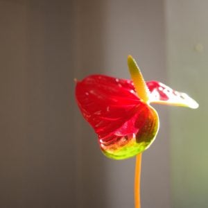 アンスリューム 花言葉「印象的」