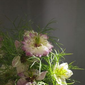 ニゲラ 花言葉「夢で逢えたら」