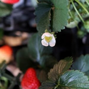 イチゴ 花言葉「あなたは私を喜ばせる」