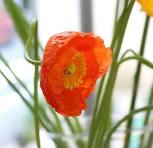 ポピー 花言葉「いたわり」