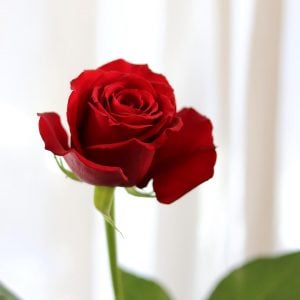 ハッピーバレンタイン