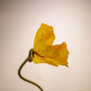 ポピー 花言葉「いたわり」