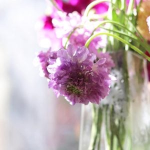 スカビオーサ 花言葉「朝の花嫁」