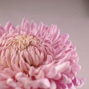 キク 花言葉「あなたはとても素晴らしい友達」