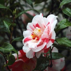 ツバキ 花言葉「私は常にあなたを愛します」