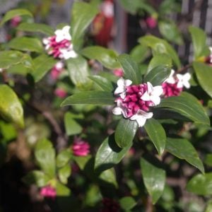 ジンチョウゲ　花言葉「勝利」