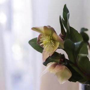 クリスマスローズ 花言葉「私の不安を和らげて」